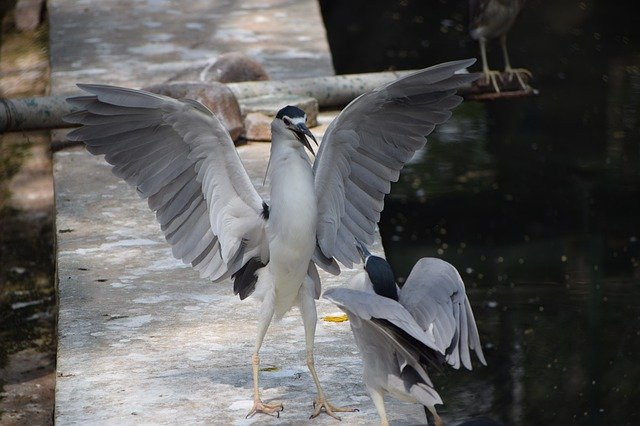 Unduh gratis Bannerghatta Biological Park Water - foto atau gambar gratis untuk diedit dengan editor gambar online GIMP