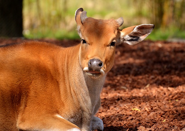 Free download banteng beef animal wild animal free picture to be edited with GIMP free online image editor