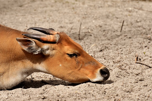 Free download banteng beef bos javanicus sleep free picture to be edited with GIMP free online image editor