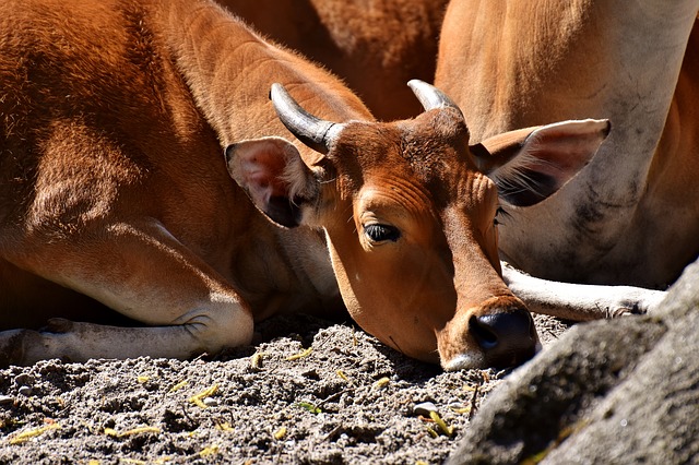 Free download banteng beef bos javanicus wild free picture to be edited with GIMP free online image editor