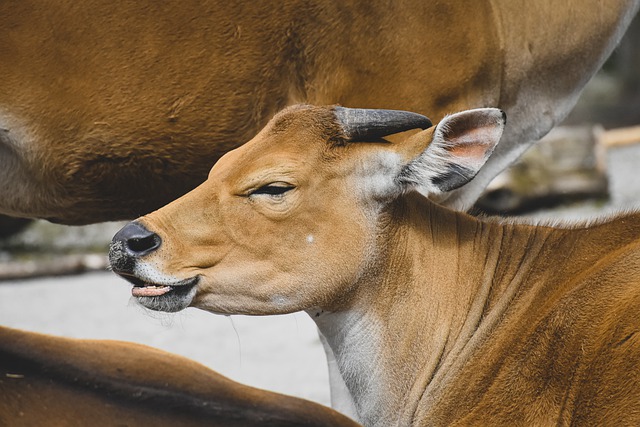 Free download banteng cattle animal bos javanicus free picture to be edited with GIMP free online image editor