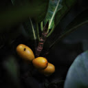 banyan branch and ant  screen for extension Chrome web store in OffiDocs Chromium