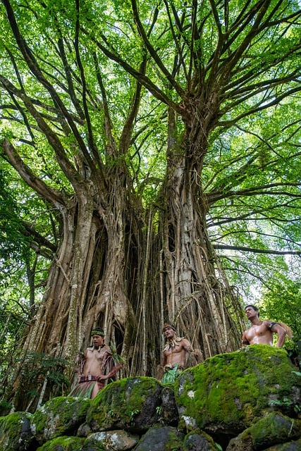 Free download banyan tree old ficus plant free picture to be edited with GIMP free online image editor