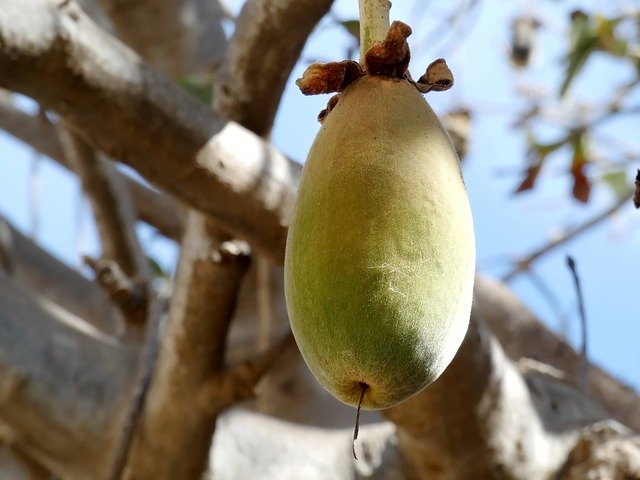 Free download Baobab Fruit Bread-Of-Monkey -  free photo or picture to be edited with GIMP online image editor