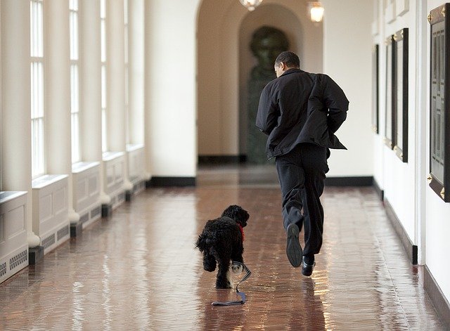 Free download barack obama and bo play run free picture to be edited with GIMP free online image editor