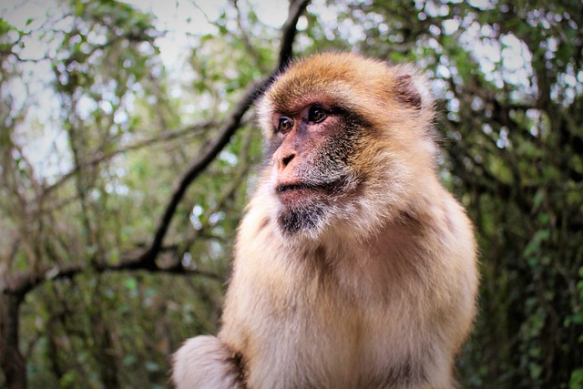 Free download barbary ape monkey animal free picture to be edited with GIMP free online image editor