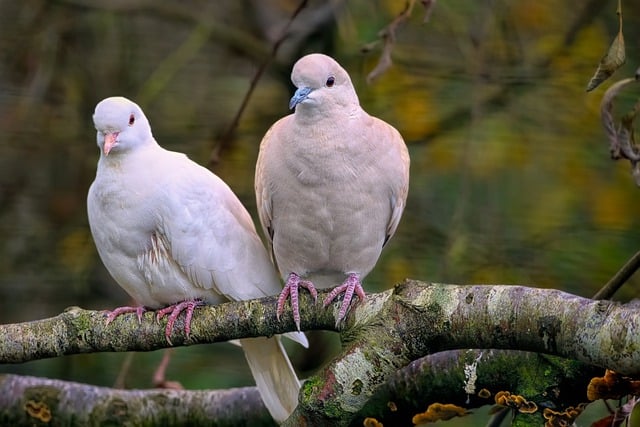 Free download barbary doves ringed turtle doves free picture to be edited with GIMP free online image editor