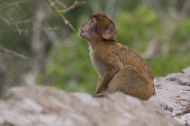 Free download barbary macaque animal wildlife free picture to be edited with GIMP free online image editor