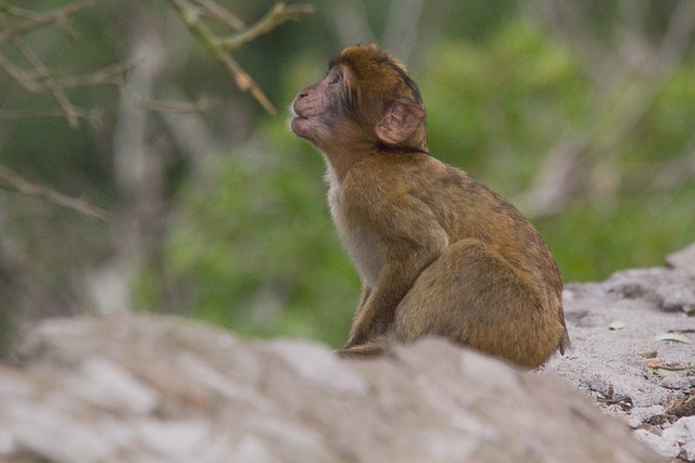 Téléchargement gratuit de l'image gratuite de la faune des animaux macaques de barbarie à éditer avec l'éditeur d'images en ligne gratuit GIMP