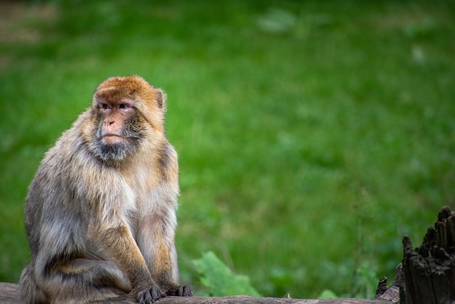 Free download barbary macaque barbary ape monkey free picture to be edited with GIMP free online image editor