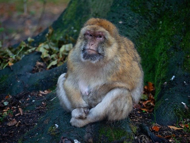 Téléchargement gratuit de Macaque de Barbarie Grumpy Monkey Wet - photo ou image gratuite à éditer avec l'éditeur d'images en ligne GIMP