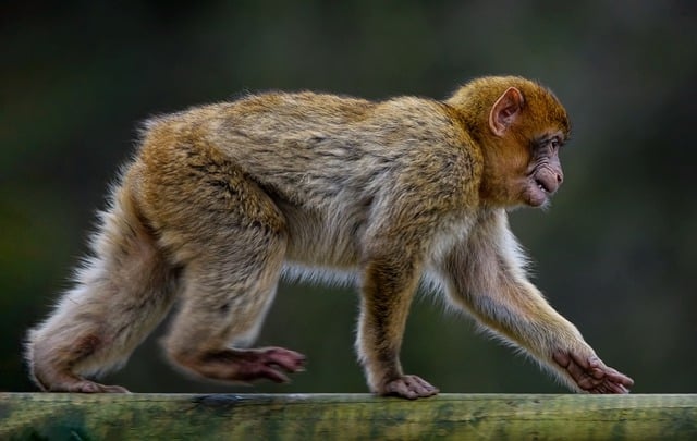 Free download barbary macaque monkey animal free picture to be edited with GIMP free online image editor