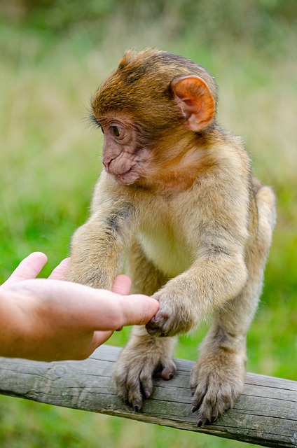 Free download barbary macaque primate ape face free picture to be edited with GIMP free online image editor