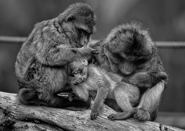 Free download barbary macaques barbary apes free picture to be edited with GIMP free online image editor