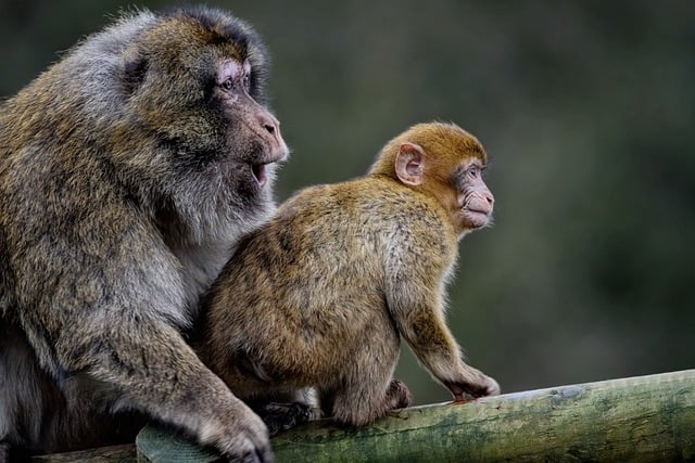 Free download barbary macaques monkeys animals free picture to be edited with GIMP free online image editor