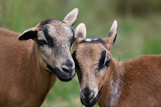 Free download barbary sheep cameroon sheep free picture to be edited with GIMP free online image editor