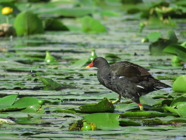 Free download Barbatus Bird Water -  free photo or picture to be edited with GIMP online image editor