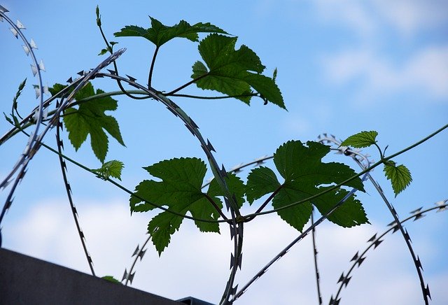 Free picture Barbed Wire Fence Border -  to be edited by GIMP free image editor by OffiDocs