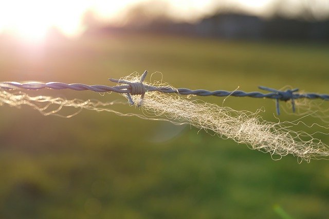 Descărcare gratuită Barbed Wire Fence Wool - fotografie sau imagini gratuite pentru a fi editate cu editorul de imagini online GIMP