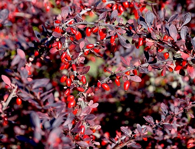 Free download Barberry Autumn Nature -  free photo or picture to be edited with GIMP online image editor