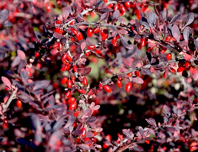 Muat turun percuma Barberry Autumn Nature - foto atau gambar percuma untuk diedit dengan editor imej dalam talian GIMP