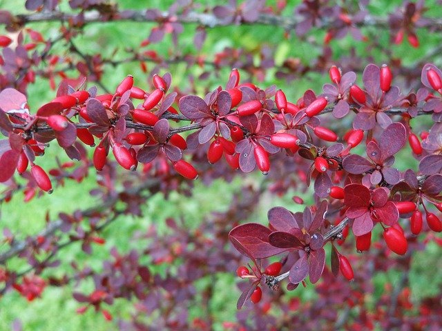 Free download Barberry Bush Autumn -  free photo or picture to be edited with GIMP online image editor