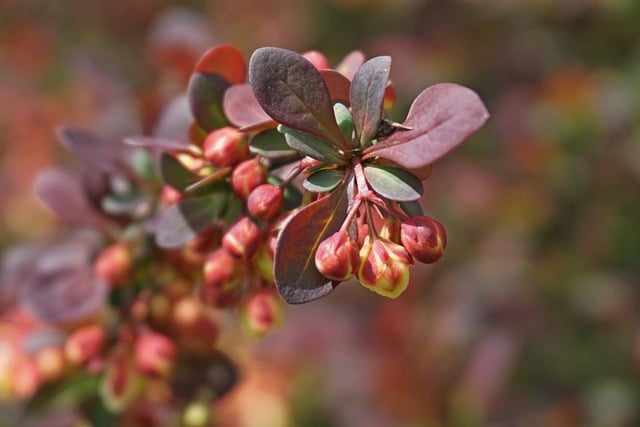 Free download barberry bush flowers nature free picture to be edited with GIMP free online image editor