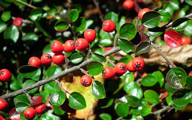 Gratis download Barberry Fruit Red - gratis foto of afbeelding om te bewerken met GIMP online afbeeldingseditor