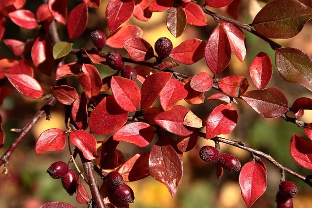 Muat turun percuma buah barberry daun jatuh beri gambar percuma untuk diedit dengan GIMP editor imej dalam talian percuma