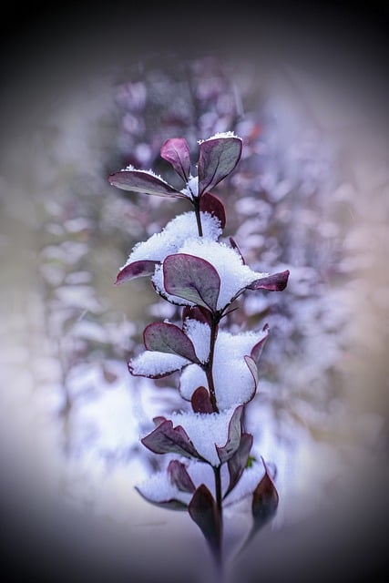 Free download barberry winter snow leaves macro free picture to be edited with GIMP free online image editor