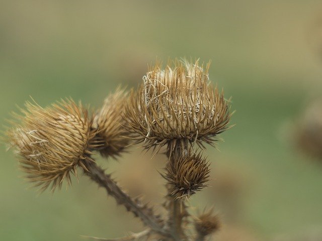 Muat turun percuma Barb Weed Summer - foto atau gambar percuma untuk diedit dengan editor imej dalam talian GIMP