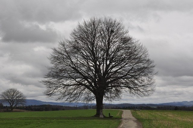 Free download Bare Tree Lone Bank Spring -  free photo or picture to be edited with GIMP online image editor