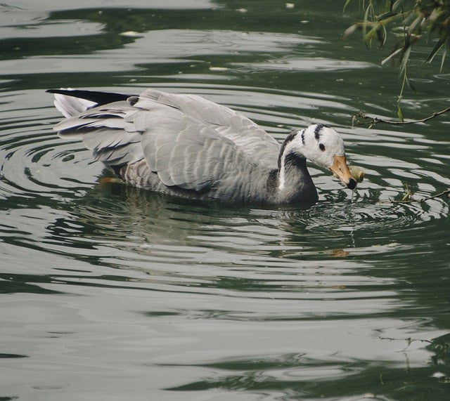 Free download bar headed goose goose lake bird free picture to be edited with GIMP free online image editor