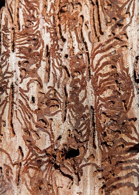 Free download Bark Beetles Pest Waldsterben -  free photo or picture to be edited with GIMP online image editor