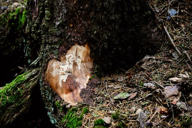 Muat turun percuma Bark Beetles Tree - foto atau gambar percuma untuk diedit dengan editor imej dalam talian GIMP