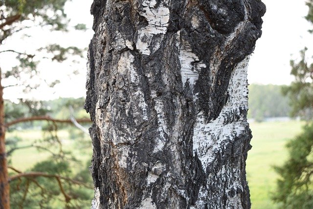 Gratis download Bark Birch Tree - gratis foto of afbeelding om te bewerken met GIMP online afbeeldingseditor