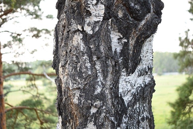 Tải xuống miễn phí Bark Birch Tree - ảnh hoặc ảnh miễn phí được chỉnh sửa bằng trình chỉnh sửa ảnh trực tuyến GIMP