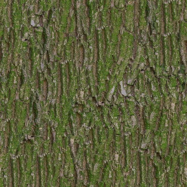 Free download bark moss tileable texture albedo free picture to be edited with GIMP free online image editor