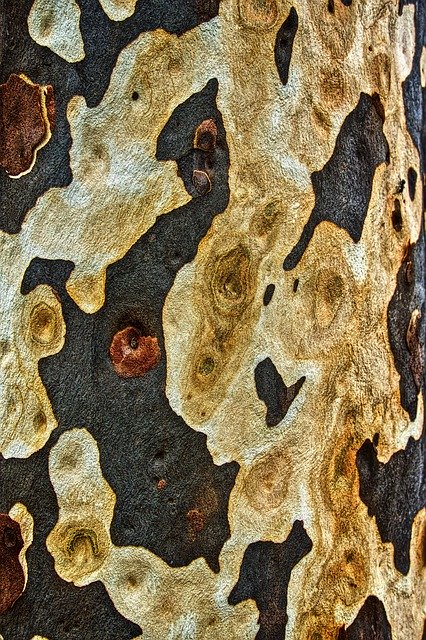 Free download Bark Pattern Trunk -  free photo or picture to be edited with GIMP online image editor