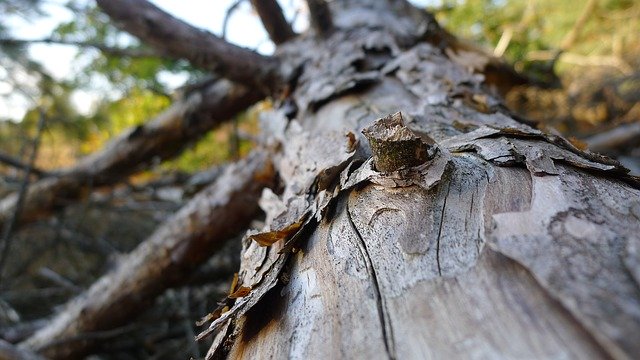Free download Bark Rough Tree -  free photo or picture to be edited with GIMP online image editor