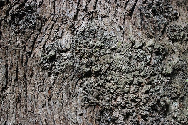 Скачать бесплатно Bark Tree Brown - бесплатную фотографию или картинку для редактирования с помощью онлайн-редактора изображений GIMP