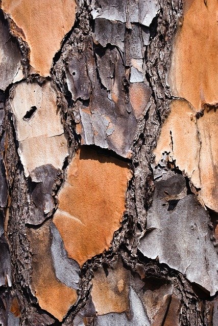 Free download Bark Tree Macro -  free photo or picture to be edited with GIMP online image editor