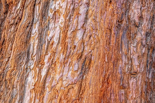 הורדה חינם Bark Tree Sequoia - תמונה או תמונה בחינם לעריכה עם עורך התמונות המקוון GIMP