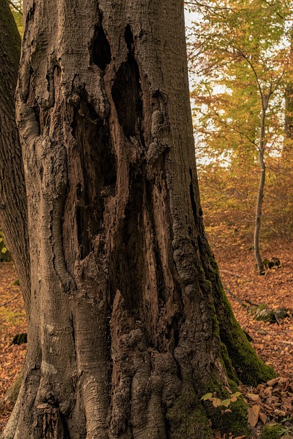Free download bark wood hole in the tree free picture to be edited with GIMP free online image editor