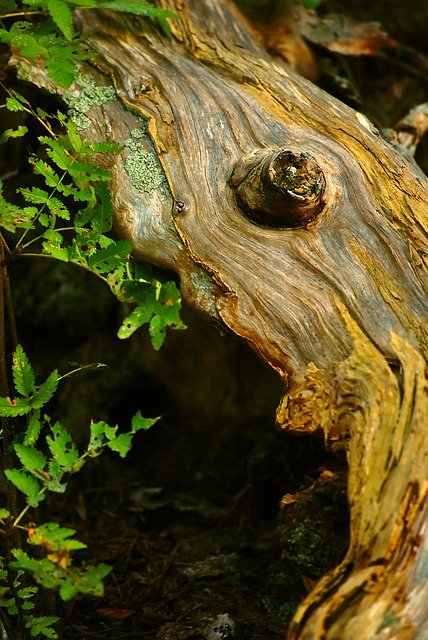 Free picture Bark Wood Stump -  to be edited by GIMP free image editor by OffiDocs