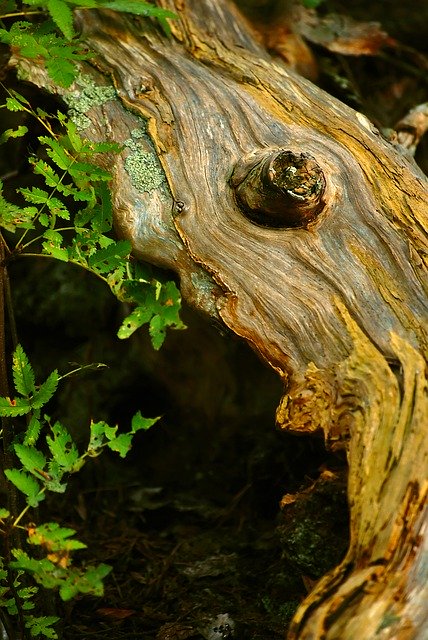 Free download Bark Wood Stump -  free photo or picture to be edited with GIMP online image editor