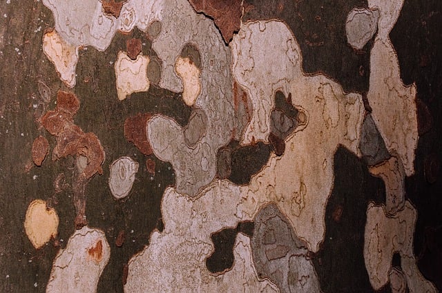 Free download bark wood tree texture background free picture to be edited with GIMP free online image editor