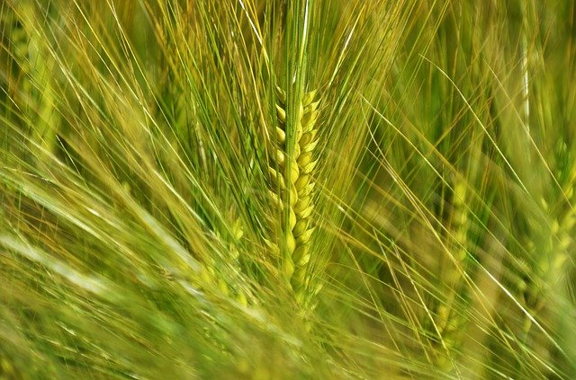 دانلود رایگان عکس barley by chaitanya k grain wind برای ویرایش با ویرایشگر تصویر آنلاین رایگان GIMP