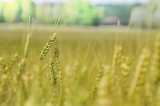 Free download barley cereals food agriculture free picture to be edited with GIMP free online image editor