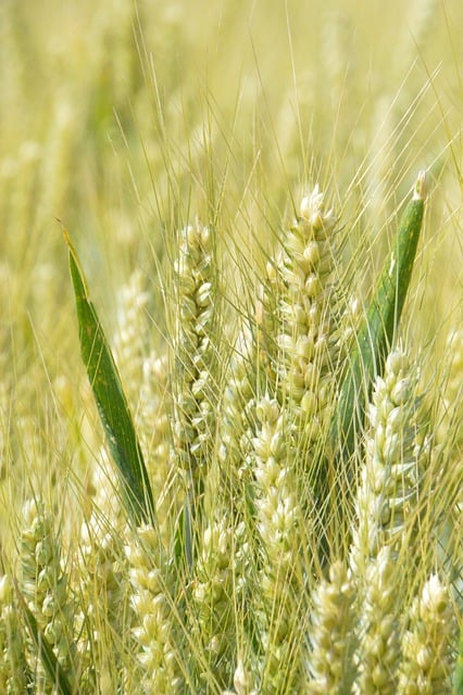 Free download barley cereals food organic free picture to be edited with GIMP free online image editor